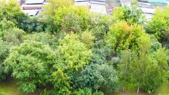 top view of green trees in city garden in rainy day (The Cherry Orchard garden in Koptevo district of Moscow city)