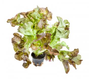 fresh leaves of Oak leaf lettuce in pot isolated on white background