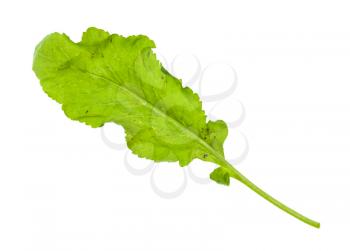 fresh leaf of caucasian cress (tsitsmati) herb isolated on white background