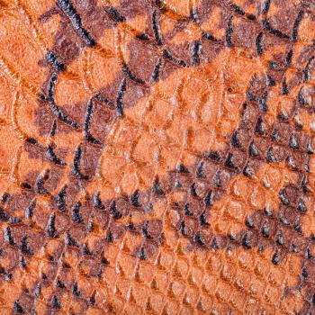 textured square background from snakeskin leather close up