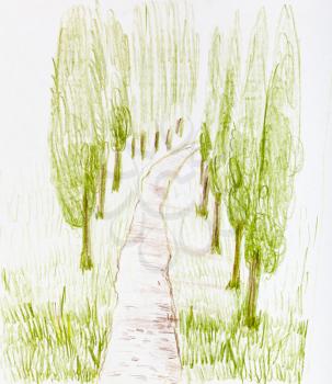 sketch of country road between poplar trees in summer hand-drawn by color pencils on white paper