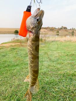 freshly caught pike fish hanging on fishing hook above green meadow near small river