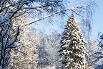 large snow-covered spruce tree in snowy city park on cold sunny winter day