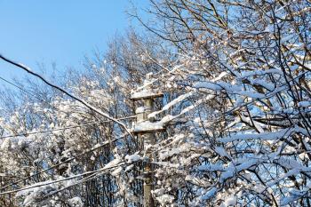 snow-covered branches of trees and concrete pole of power line in village on sunny winter day