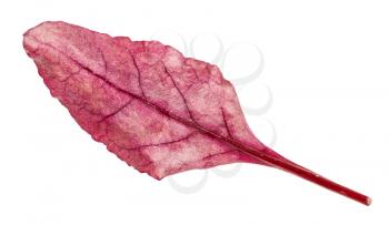 fresh leaf of red Chard leafy vegetable (mangold, beet tops) isolated on white background