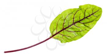 fresh leaf of green Chard leafy vegetable (mangold, beet tops) isolated on white background
