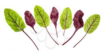 red and green fresh leaves of Chard leafy vegetable (mangold, beet tops) isolated on white background