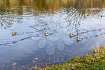 few ducks swim to shore of pond in city park in autumn