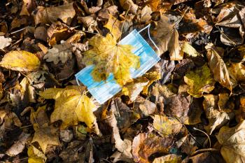 dropped sanitary face mask covered by fallen maple leaves in leaf litter on sunny autumn day