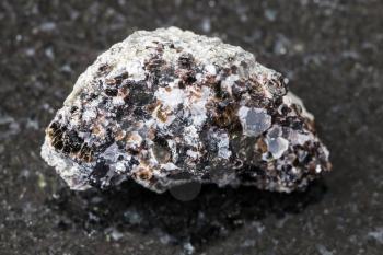 macro photography of sample of natural mineral from geological collection - raw Phlogopite (magnesium mica) mineral on rock from Kovdor deposit, Kola Peninsula on black granite background