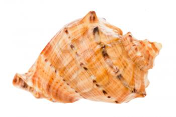 conch of rapana isolated on white background