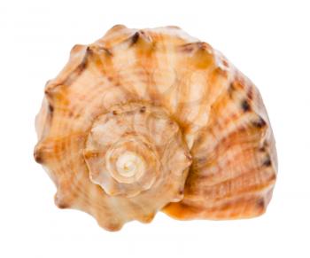 helix shell of rapana isolated on white background