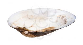 empty nacre shell of clam isolated on white background