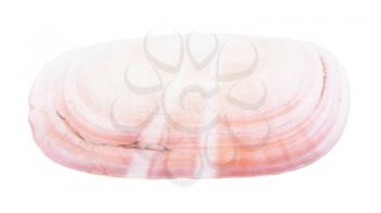 pink conch of clam isolated on white background