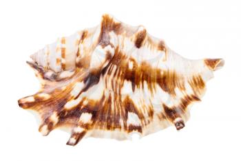 shell of muricidae snail isolated on white background