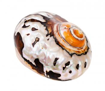 shell of nautilus mollusk isolated on white background