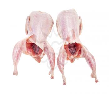 two raw plucked and gutted quails isolated on white background
