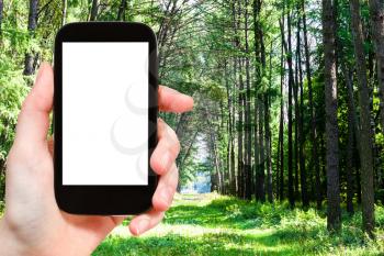 travel concept - tourist photographs of green larch alley in city park on sunny summer day in Moscow city on smartphone with empty cutout screen with blank place for advertising