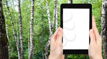 travel concept - tourist photographs of white birch trees in green forest in city park on sunny summer day in Moscow city on smartphone with empty cutout screen with blank place for advertising