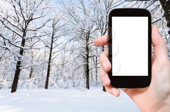 travel concept - tourist photographs of oaks at snow-covered glade in city park in winter in Moscow city on smartphone with empty cutout screen with blank place for advertising
