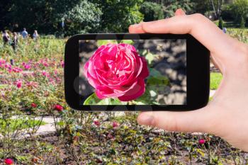 travel concept - tourist photographs of rose flowers in Kislovodsk National Park in Kislovodsk resort town in Caucasian Mineral Waters region of Russia on smartphone