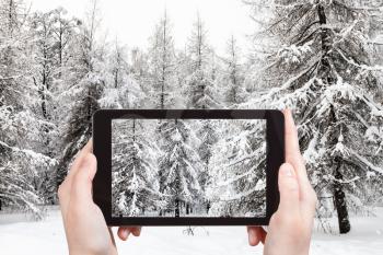 travel concept - tourist photographs of snowy fir and larch trees in winter forest on smartphone in Moscow, Russia