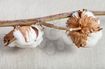 bolls on natural dried twig of cotton plant on cotton fabric background