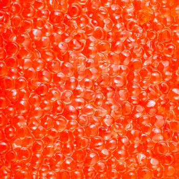 square food background - surface of salted russian red caviar of pink salmon fish