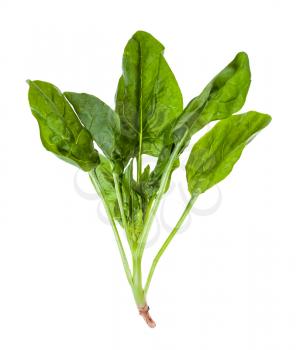 twig of fresh green spinach herb isolated on white background