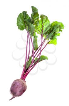 fresh organic garden beet root with greens isolated on white background