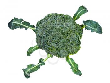 top view of fresh green Broccoli with leaves isolated on white background