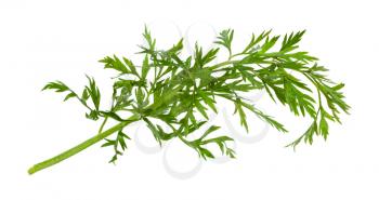 green leaves of carrot plant (daucus carota subsp sativus) isolated on white background