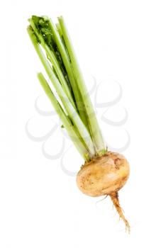 single fresh organic yellow turnip with stems isolated on white background