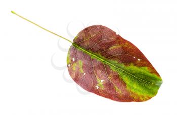brown and green fallen leaf of pear tree isolated on white background