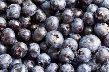natural food background - many fresh harvested blueberries close-up