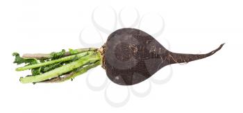 little black radish taproot with green foliage isolated on white background
