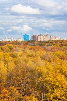 vertical view of yellow city park on sunny autumn day