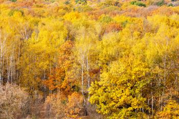 above view of colorful yellow forest on sunny autumn day