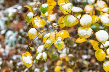 the first snow on yellow and green leaves of tree in city park on cold autumn day