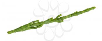 fresh twig of Salicornia (glasswort) plant isolated on white background