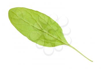 back side of green leaf of marjoram (Origanum majorana) herb isolated on white background