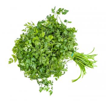 bunch of fresh Chervil (Anthriscus cerefolium, French parsley) herb isolated on white background