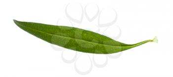 leaf of fresh hyssop (hyssopus) herb isolated on white background