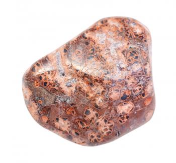closeup of sample of natural mineral from geological collection - pebble of Leopard skin jasper (Jaguar Stone) gemstone isolated on white background