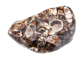 closeup of sample of natural mineral from geological collection - turritella agate gem stone isolated on white background