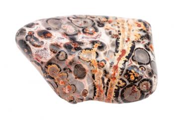 closeup of sample of natural mineral from geological collection - tumbled Leopard skin jasper (Jaguar Stone) gemstone isolated on white background