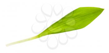 leaf of fresh wild garlic (ramson) isolated on white background
