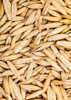 vertical cereal background - rough seeds of cultivated oat