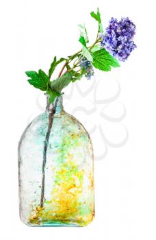 artificial hydrangea flowers in hand painted glass bottle isolated on white background