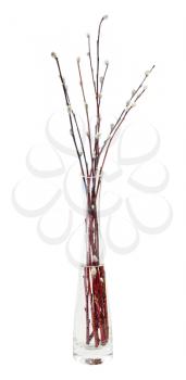 twigs of pussy willow in glass vase isolated on white background